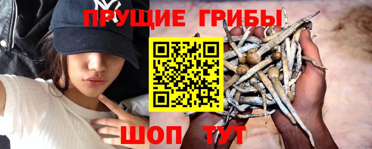 Галлюциногенные грибы MAGIC MUSHROOMS  купить наркотик  Кунгур  Вход с VPN 
